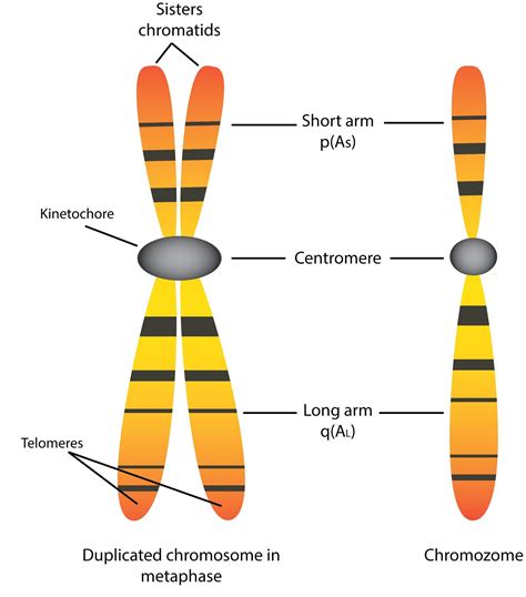 Chromosome Structure Labeled