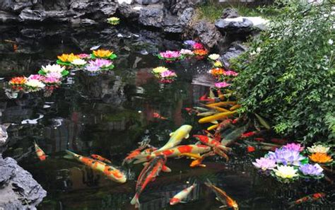 Goldfish Ponds Guide to Design, Location, Filters, UV Clarifiers