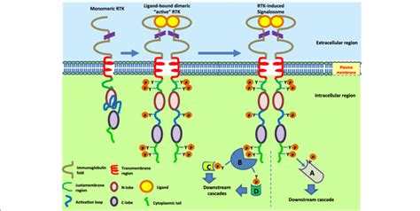 Structure of prototype of receptor tyrosine kinase and mechanism of... | Download Scientific Diagram