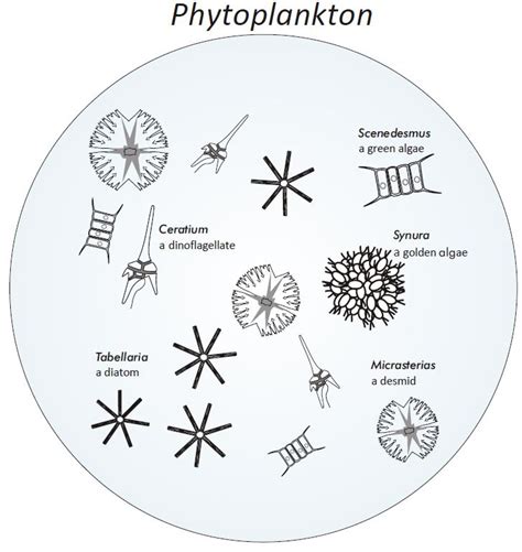 Freshwater Phytoplankton Identification Guide