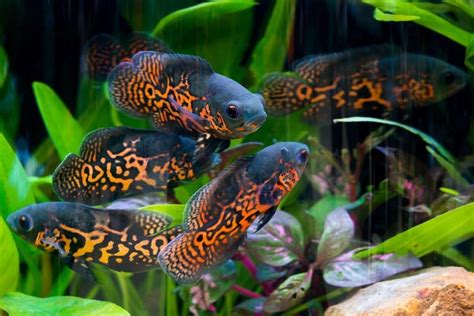 Oscar Fish Care Guide - aquaticly.com