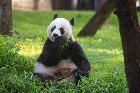 Giant panda habitat closes as signs increase of possible birth of cub - The Washington Post