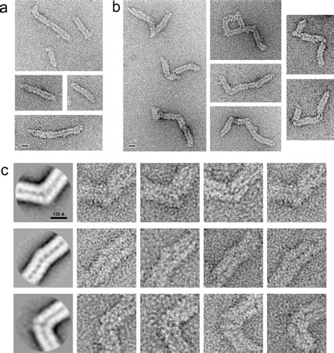 Negative staining electron microscopy characterization of... | Download Scientific Diagram