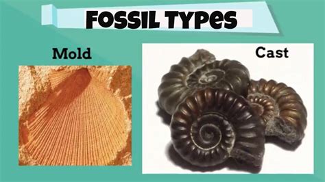 Fossil Types for beginners - YouTube