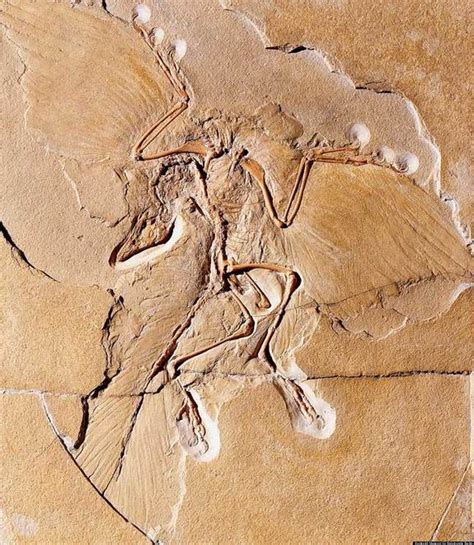 Dinosaur 'Birds' Glided Rather Than Flew Like Modern Birds, Fossil Analysis Suggests | HuffPost