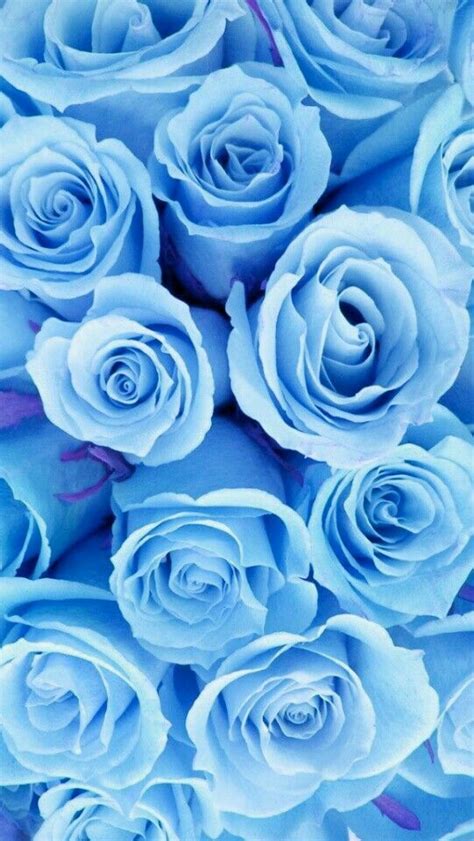 Light Blue roses | Vackra blommor, Rosor, Iphone bakgrundsbilder