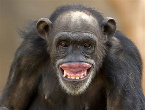 960+ Chimp Teeth Stock Photos, Pictures & Royalty-Free Images - iStock