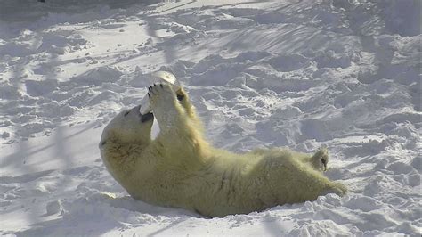 Canadian Polar Bear Habitat Gives Bears A GiantFrozen Lake, And It's A Massive Hit