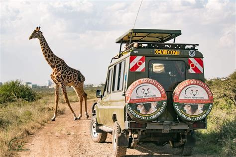 Why Nairobi National Park, Kenya Is a Must-Visit - Divulge Adventures