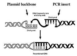 20.109(S11):Ligate DNA and transform bacteria (Day4) - OpenWetWare