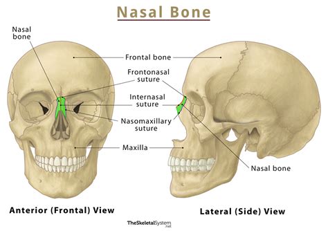 Human Nose Bone Anatomy