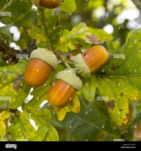 Oak Tree Acorn Identification