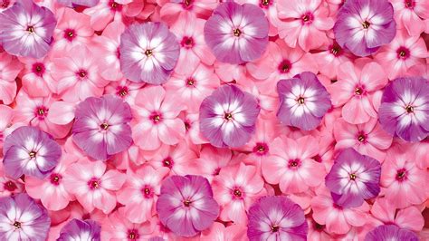 Pink Watercolor Flowers Wallpaper