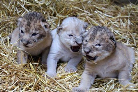 Rare White Lion Cub Born in Nebraska Zoo - dBTechno