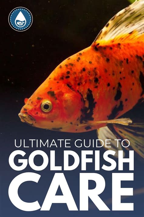 Ultimate Guide to Goldfish Care | Goldfish care, Goldfish, Tropical freshwater fish