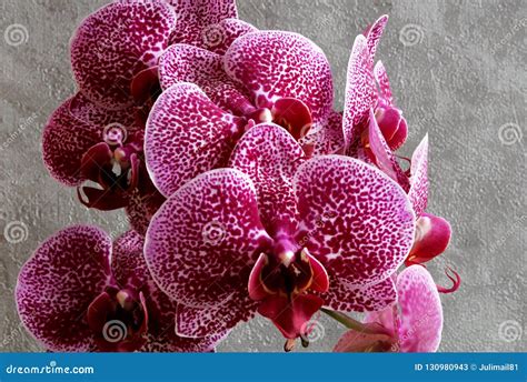 Red Maroon Orchids Flowers on Dark Background Stock Image - Image of background, alternative ...