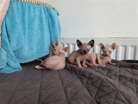 Sphynx kittens available