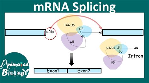 splicing mechanism and its importance (overview) | How does splicing happen? | Molbio - YouTube