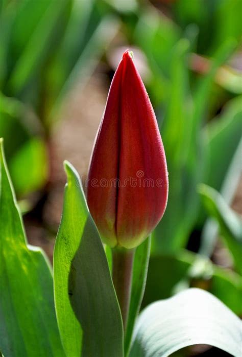 Bud of tulip stock image. Image of tranquility, holland - 24438033