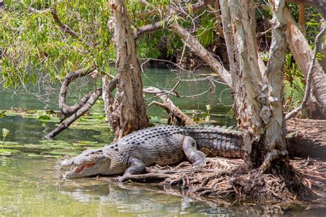 Saltwater Crocodile Habitat