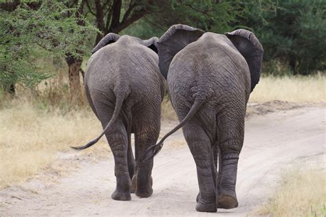 Elephant Tails - Erin Gatfield Photography