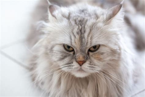 Top 12 Himalayan Cat Breeders: What To Look For