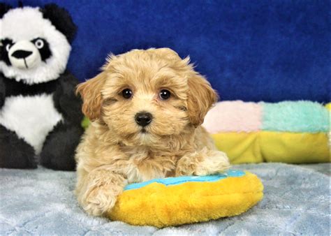 Malti Poo Puppies For Sale - Long Island Puppies