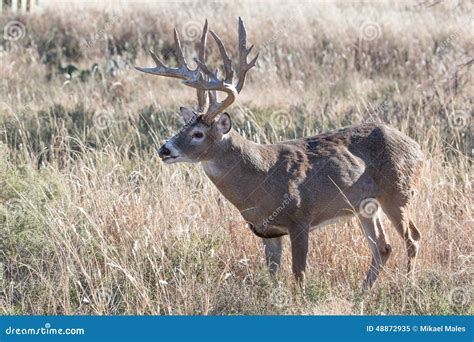 Massive Whitetail Buck with Numerous Kicker Points on Antlers Stock Image - Image of kicker ...