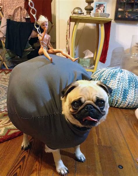 21 Creative and Funny Halloween Costumes For Pets | Bored Panda