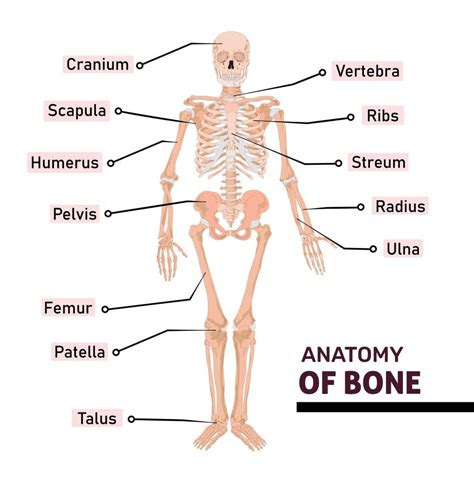 Anatomy of human Bone with name of all parts. Diagram or illustration with labeling of skeleton ...