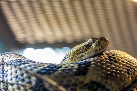 Timber rattlesnake (Crotalus horridus) is a species of pit viper endemic to eastern North ...