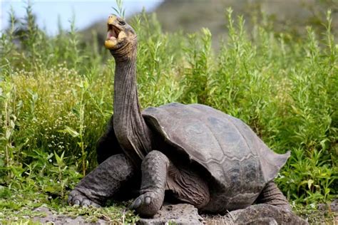 Galapagos Giant Tortoise - Secondsguru