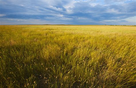 Life In A Temperate Grassland