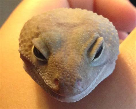 Leopard Gecko has a puffy eye... Help! : reptiles