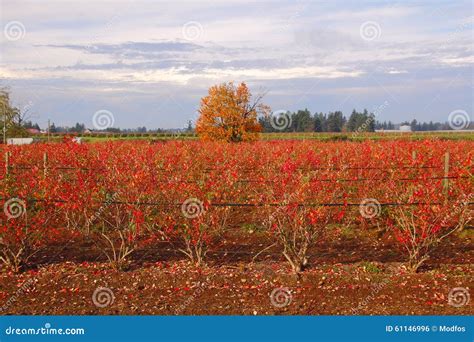 Winter Blueberry Field stock photo. Image of blueberry - 61146996