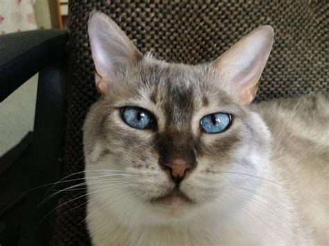 Is she a Lynx Point Siamese? : r/lynxpointsiamese