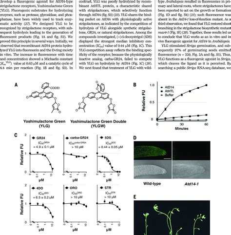 Fluorogenic agonist for strigolactone receptors. (A) Chemical... | Download Scientific Diagram