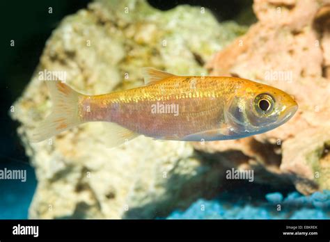 Ide fish hi-res stock photography and images - Alamy