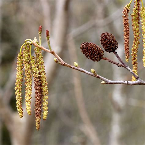 TrogTrogBlog: Alder flowers