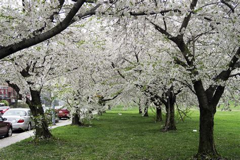 File:Cherry blossom trees during the spring..jpg - Wikimedia Commons