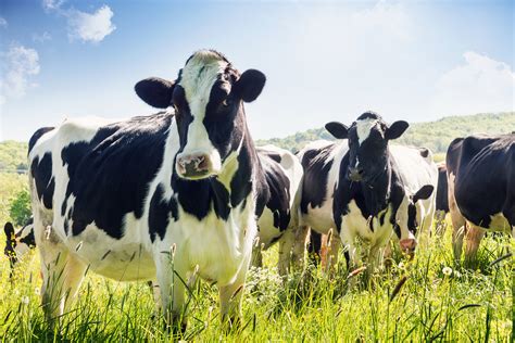 Helping dairy farmers raise healthy cows | MIT News | Massachusetts Institute of Technology