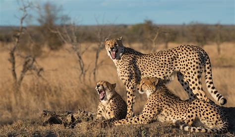 Wildlife Photography Tour of Kruger National Park, South Africa