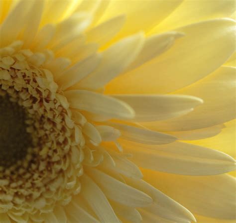 Yellow Gerber Daisy Photograph by Joan Powell