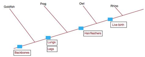 Cladogram Practice Worksheet Answers - Ivuyteq