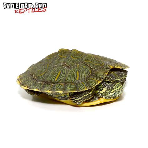 Baby Cumberland Sliders For Sale - Underground Reptiles