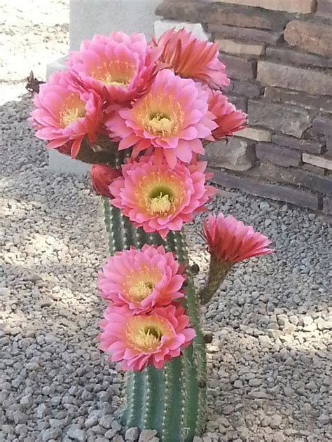 Best 25+ Arizona cactus ideas on Pinterest | Desert flowers, Cactus flower and Cacti garden