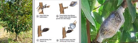 Panduan Cara Mencangkok Tanaman Durian Yang Baik dan Benar - KEBUN PEDIA