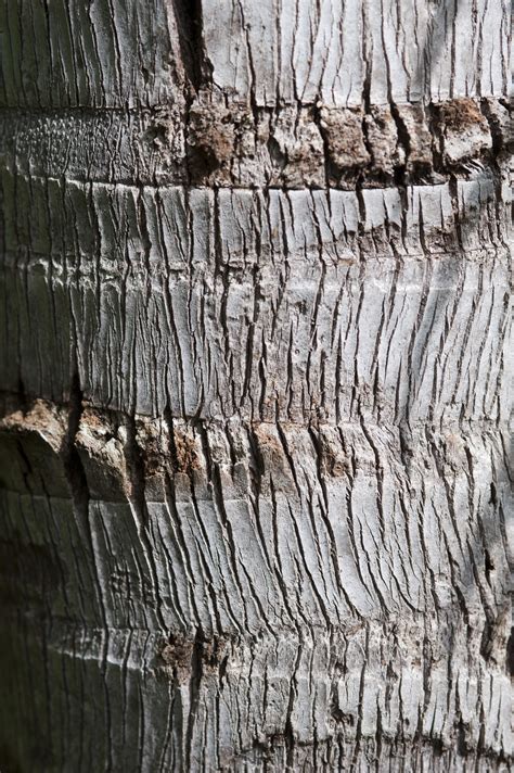 Free Image of Grey Cracked Bark of Tree Trunk | Freebie.Photography