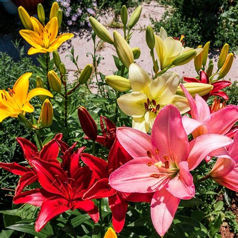 Asiatic Lily Flower Bulbs from American Meadows