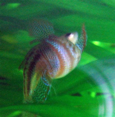 The Sparkling Gourami (Trichopsis pumila)